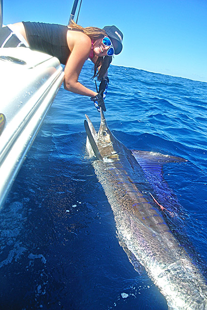 ANGLER: Gina Cleaver SPECIES: Striped Marlin.  WEIGHT: est 60kg. LURE: JB Lures, Dingo Lumo